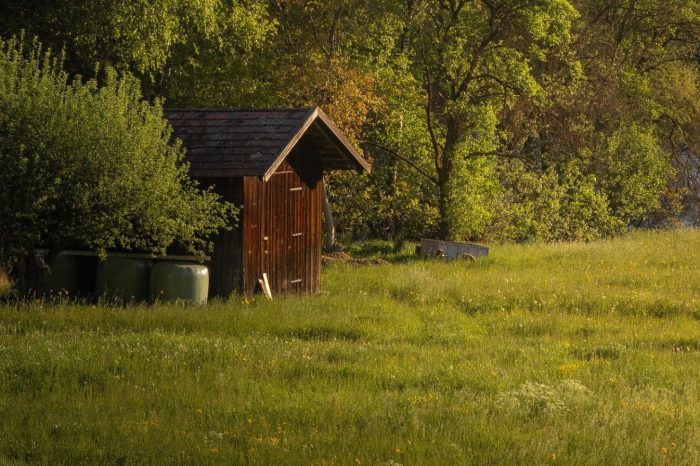 U Hrvatsku se vratio orijentalni stršljen: Ima važnu ekološku ulogu