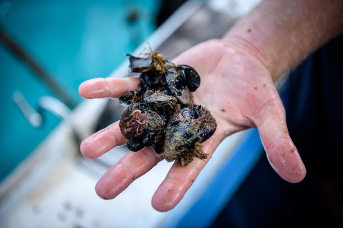 Hrvatske znanstvenice otkrile novi morski biotoksin u jadranskim dagnjama